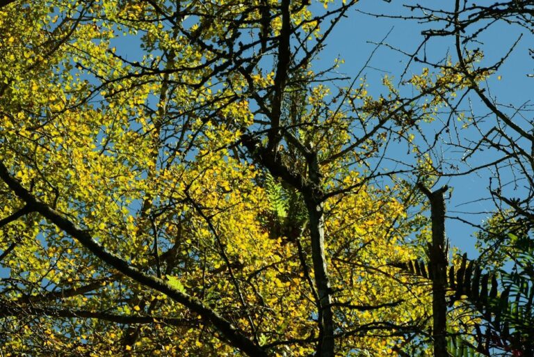 鹿谷鄉季節活動:參加茶葉節與銀杏季的最佳時機