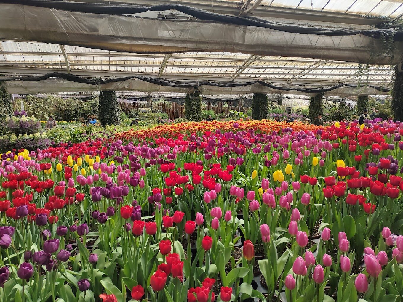 杉林溪花季時間表:最佳賞花時節指南