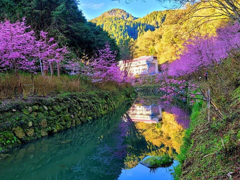 杉林溪花季時間表:最佳賞花時節指南