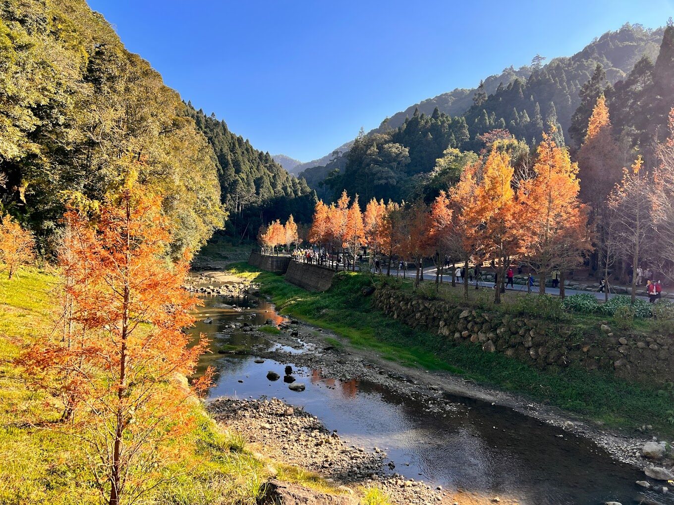 杉林溪花季時間表：最佳賞花時節指南