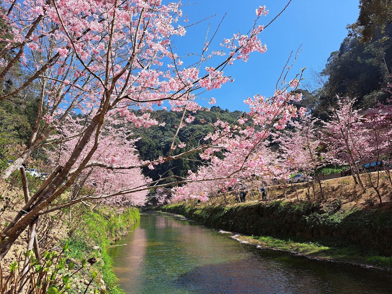 杉林溪花季時間表:最佳賞花時節指南