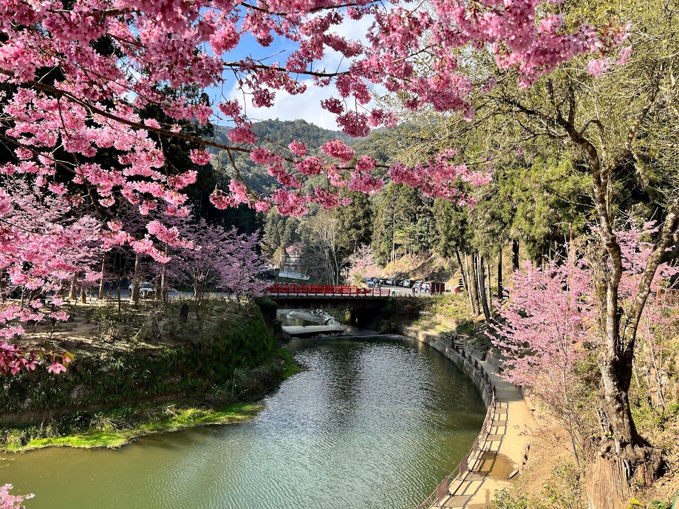杉林溪花季時間表：最佳賞花時節指南