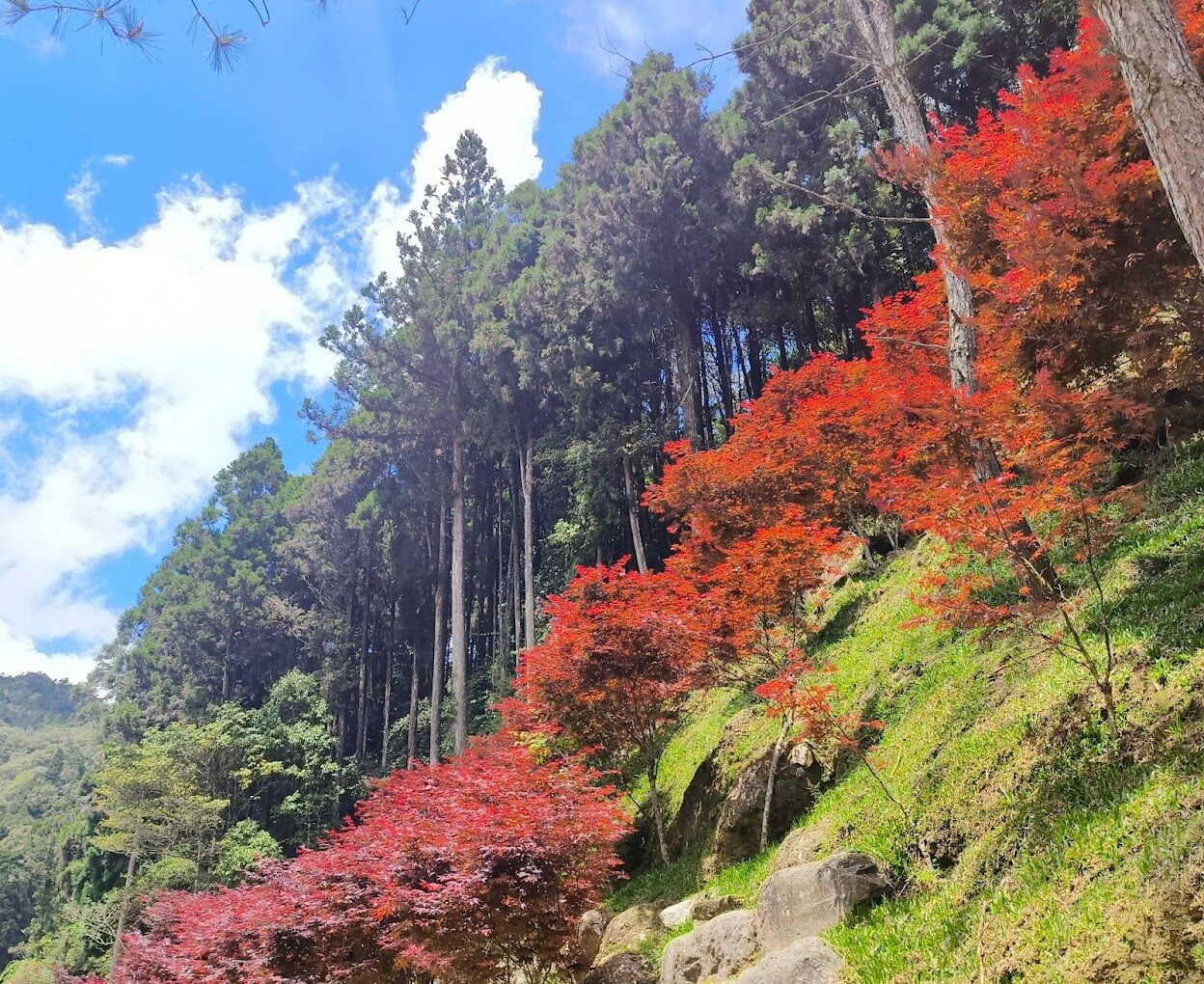 杉林溪花季時間表：最佳賞花時節指南