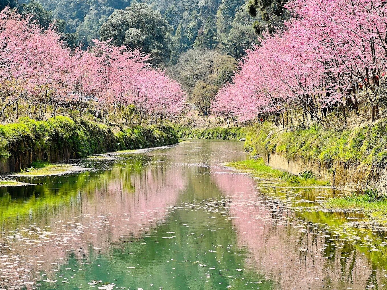 杉林溪花季時間表:最佳賞花時節指南