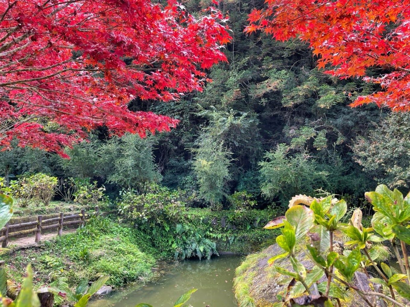 杉林溪花季時間表：最佳賞花時節指南