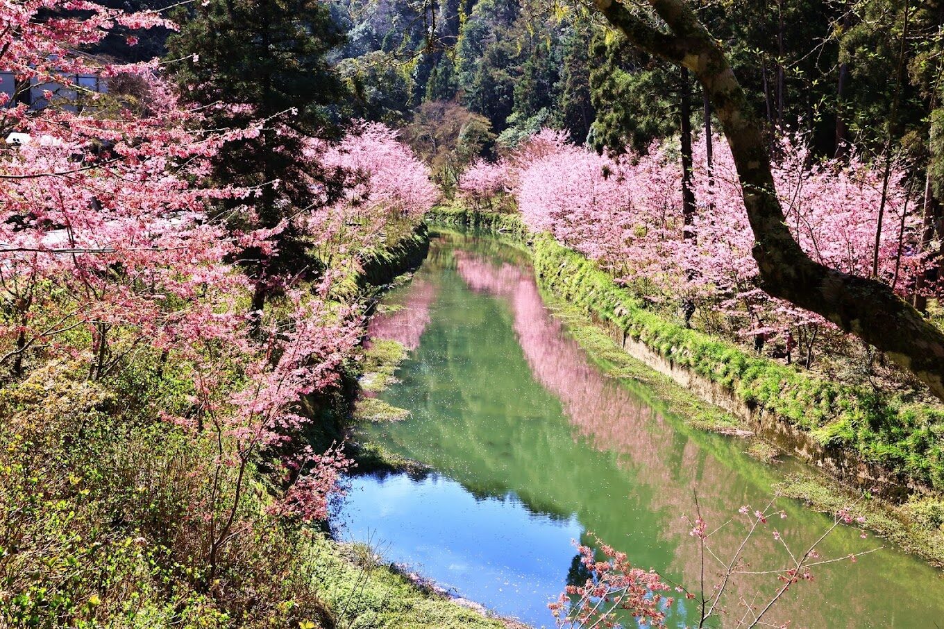 杉林溪花季時間表:最佳賞花時節指南