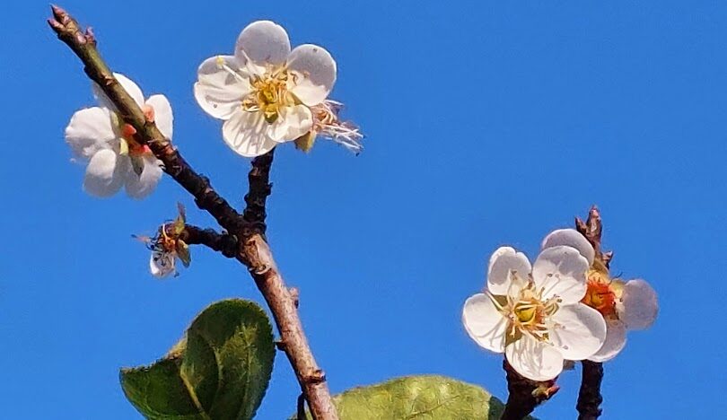 梅山太平雲梯旅遊指南：探索嘉義的天空步道
