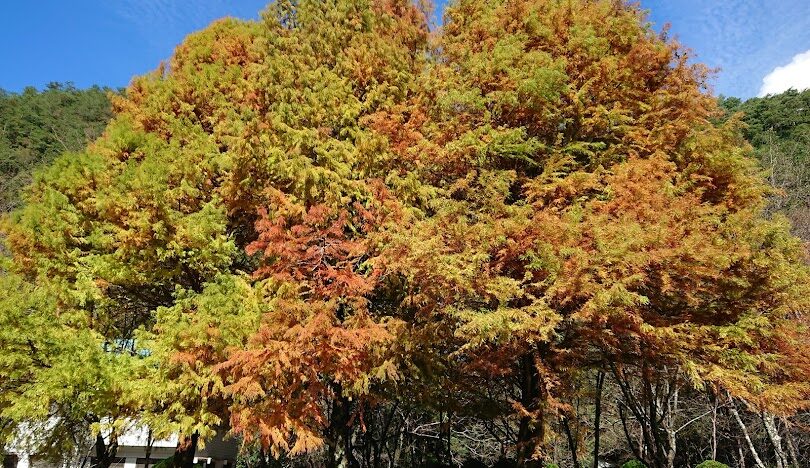 南投必去景點推薦：探索台灣中部的自然與人文之美
