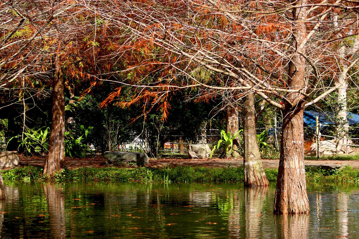 賞落羽松季節:2025年全台必訪的5大秋色秘境