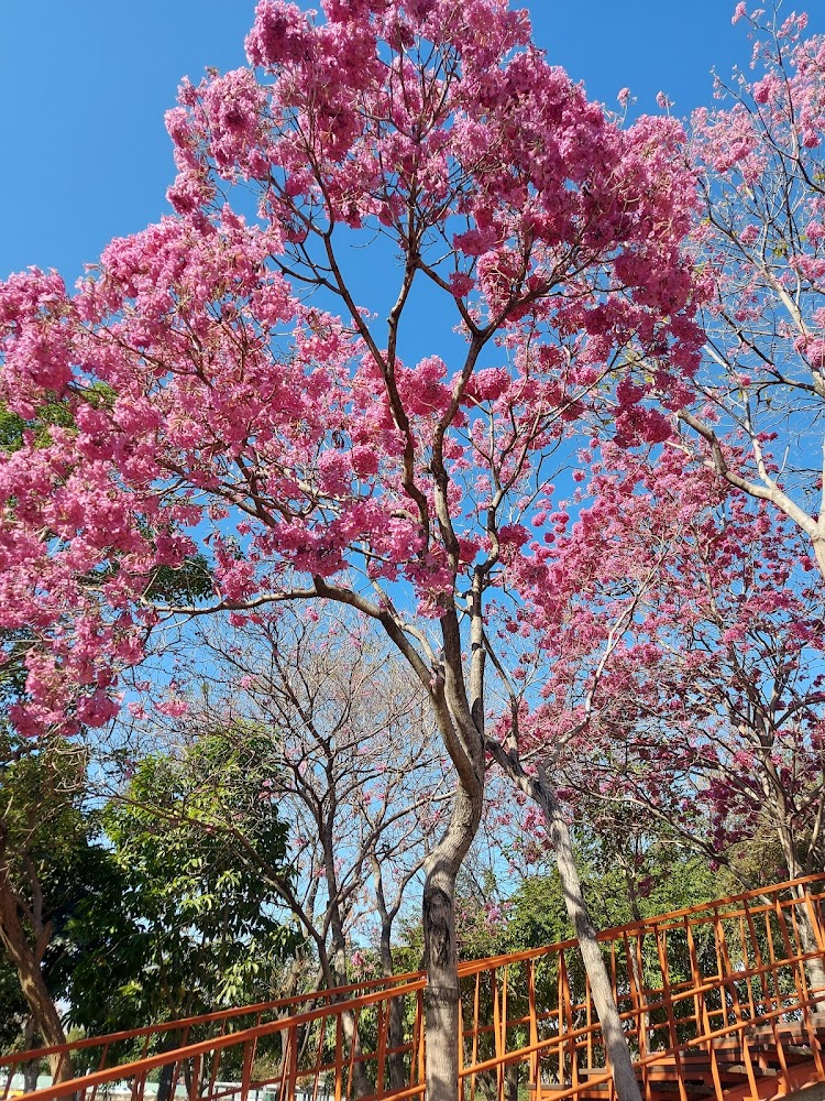 洋紅風鈴木、黃風鈴木旅遊指南：5個你絕不能錯過的秘境景點