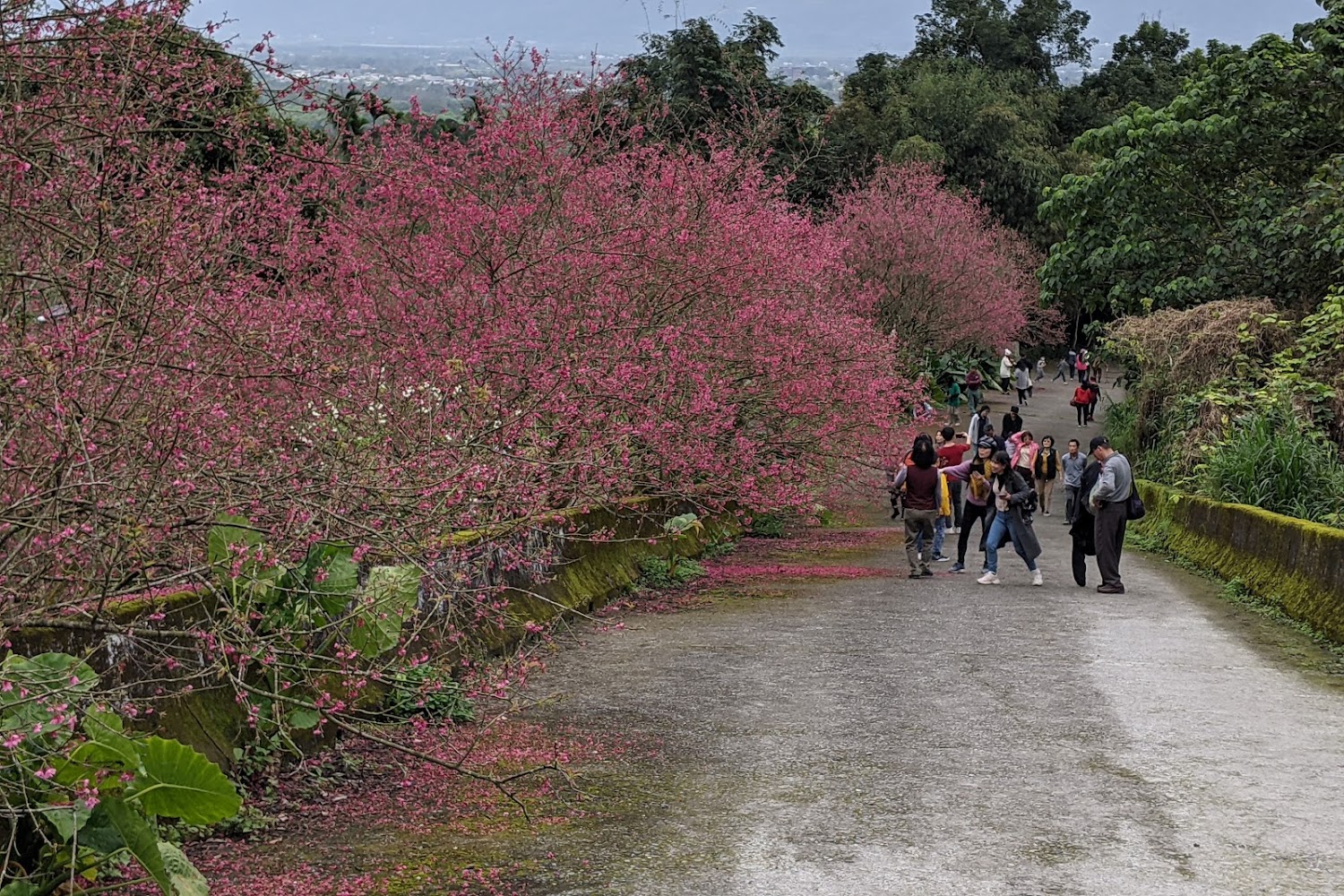 武陵農場櫻花季：2025年不能錯過的賞櫻秘境