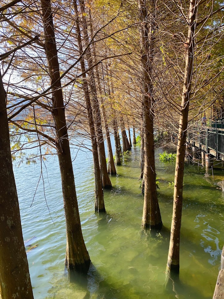 賞落羽松季節:2025年全台必訪的5大秋色秘境