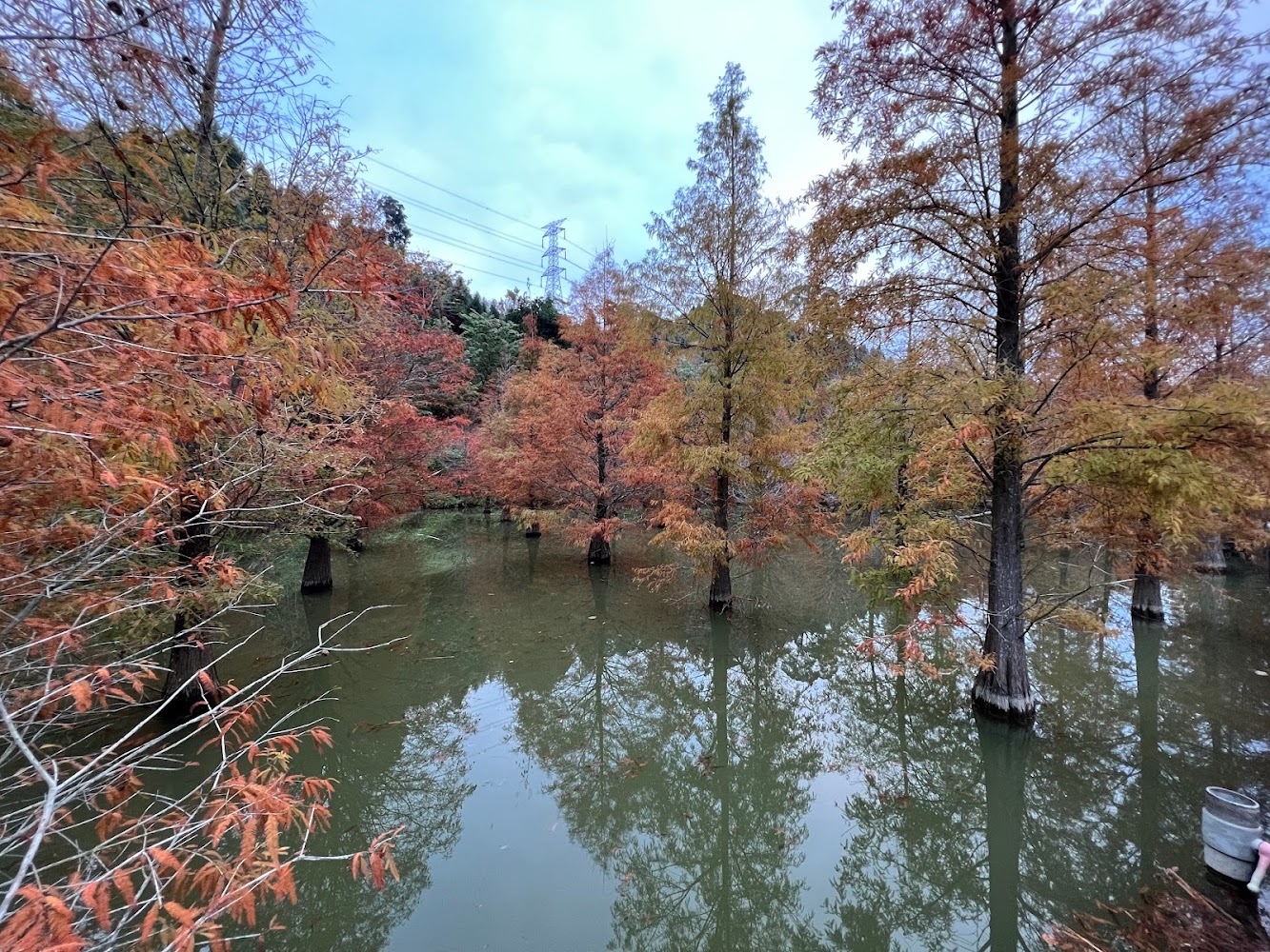 三灣落羽松魅力全攻略｜旅遊必備6個拍照技巧