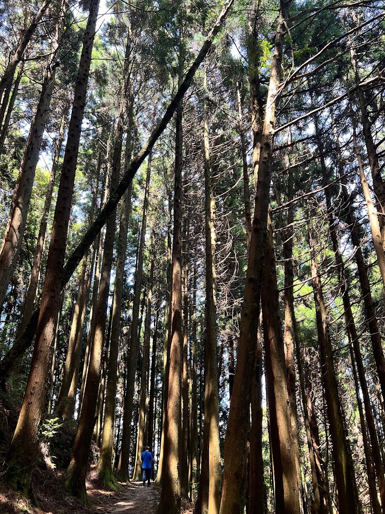 【2025】阿里山不容錯過的秘境｜探索自然與文化的奧秘