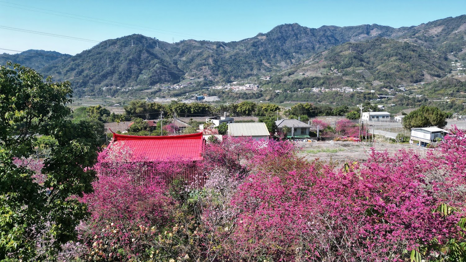 台中櫻花賞花攻略｜5大推薦景點不容錯過
