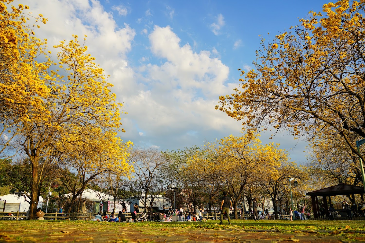 洋紅風鈴木、黃風鈴木旅遊指南：5個你絕不能錯過的秘境景點