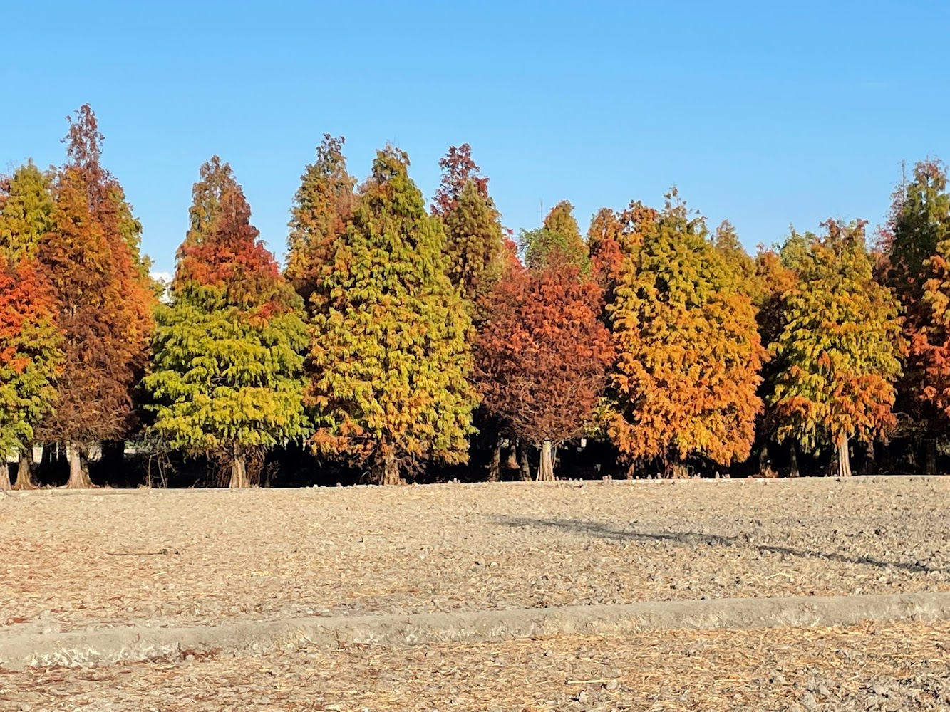 隱身於彰化田野間的大村落羽松，充滿鄉村風情