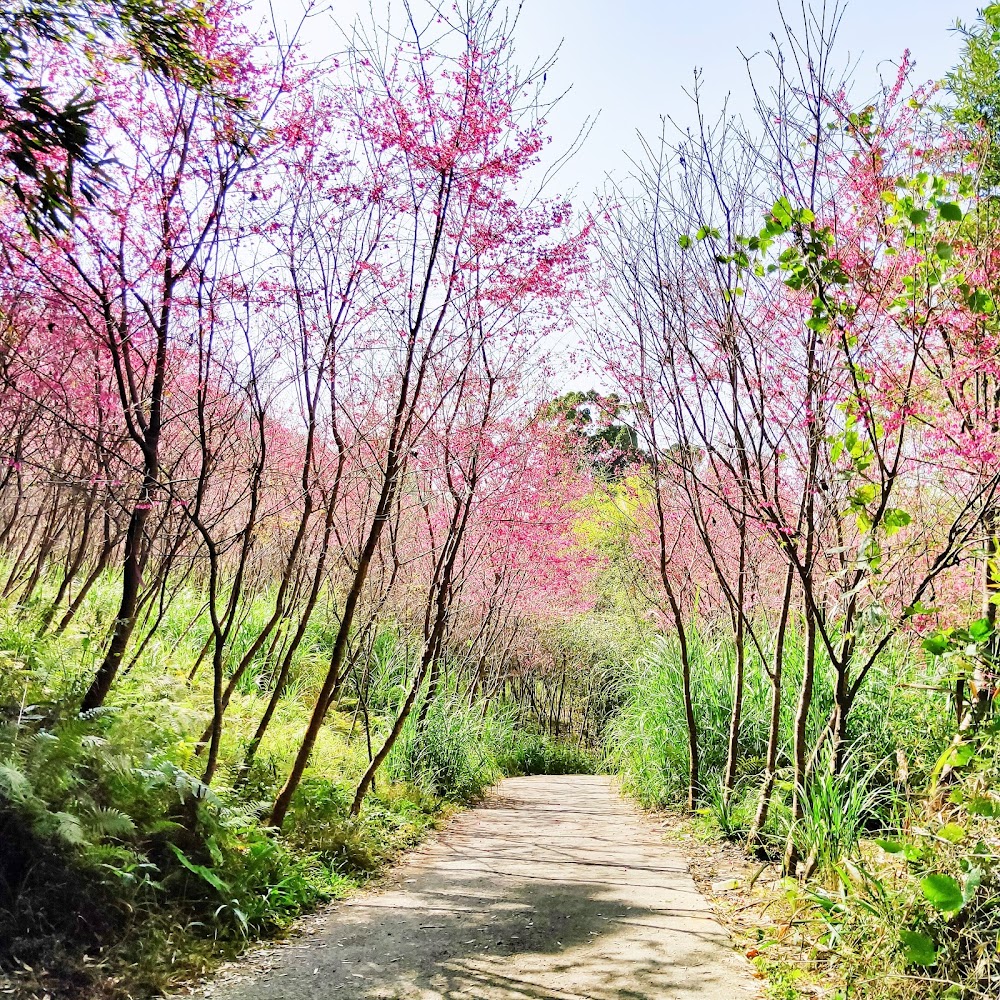 2025年泰安櫻花賞花指南｜這5個絕美景點不容錯過