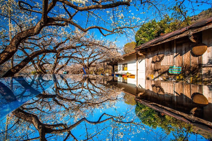 蔡家梅園歷史探索：揭開百年梅花園的神秘