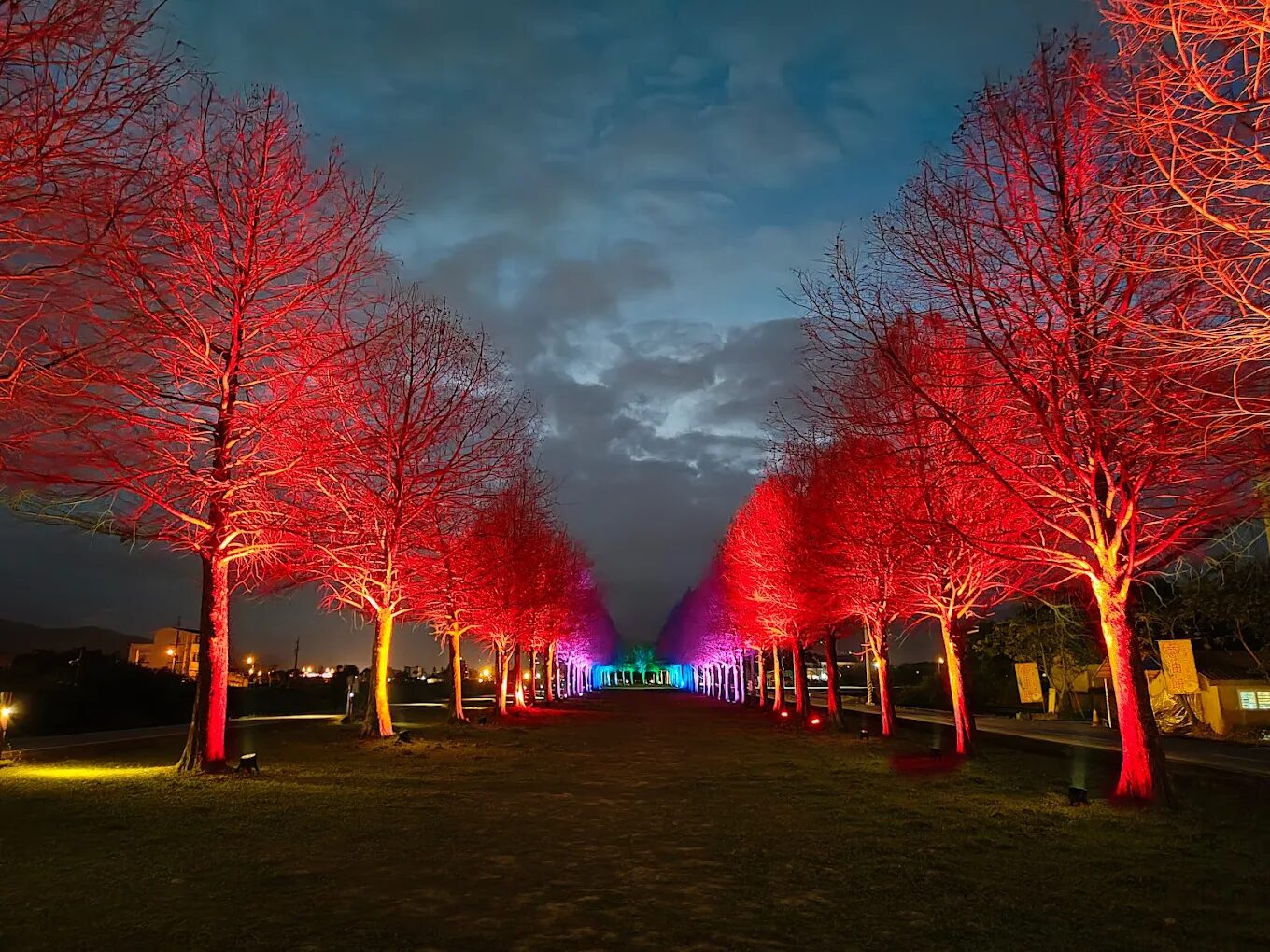 安農溪落羽松最佳拍攝時間
