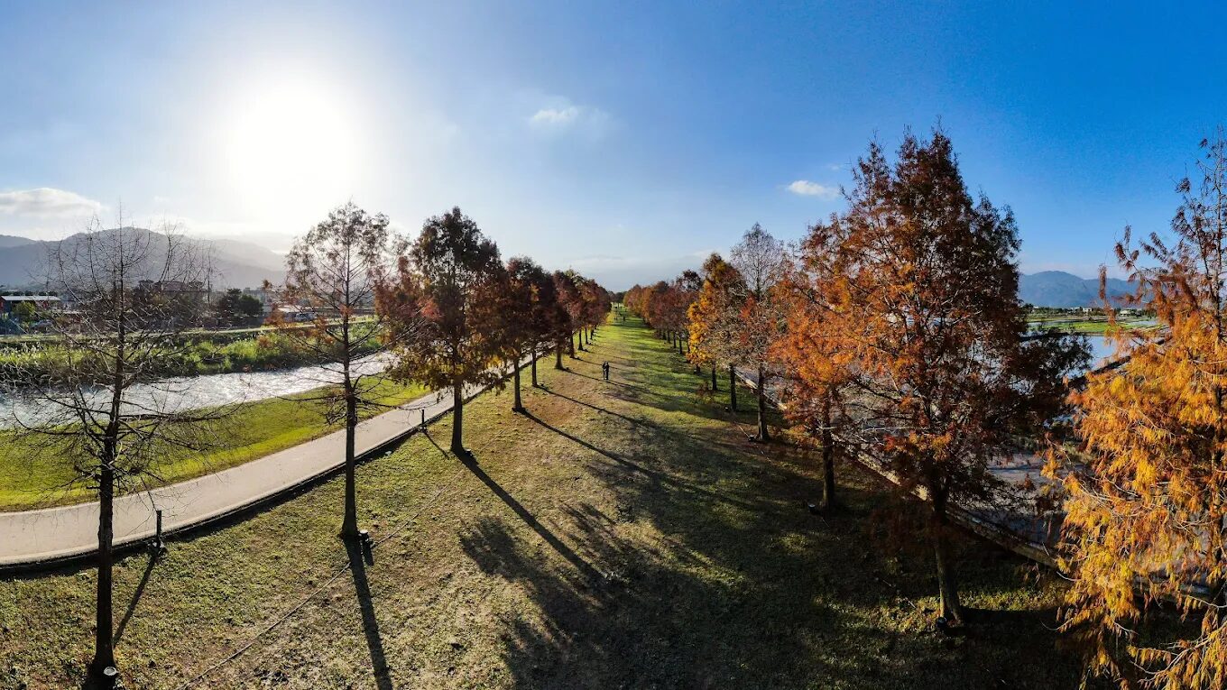 安農溪落羽松最佳拍攝時間