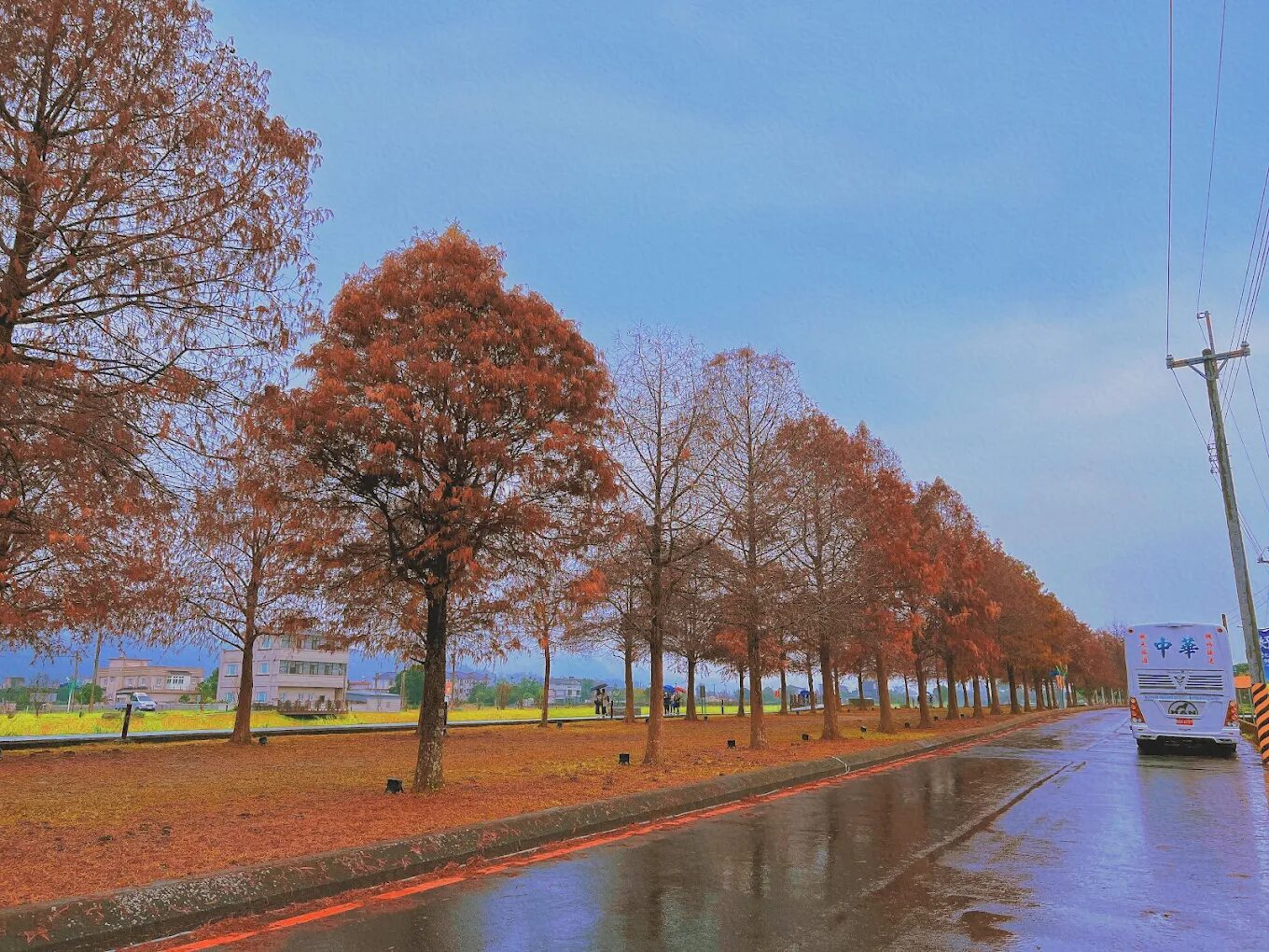 安農溪落羽松最佳拍攝時間