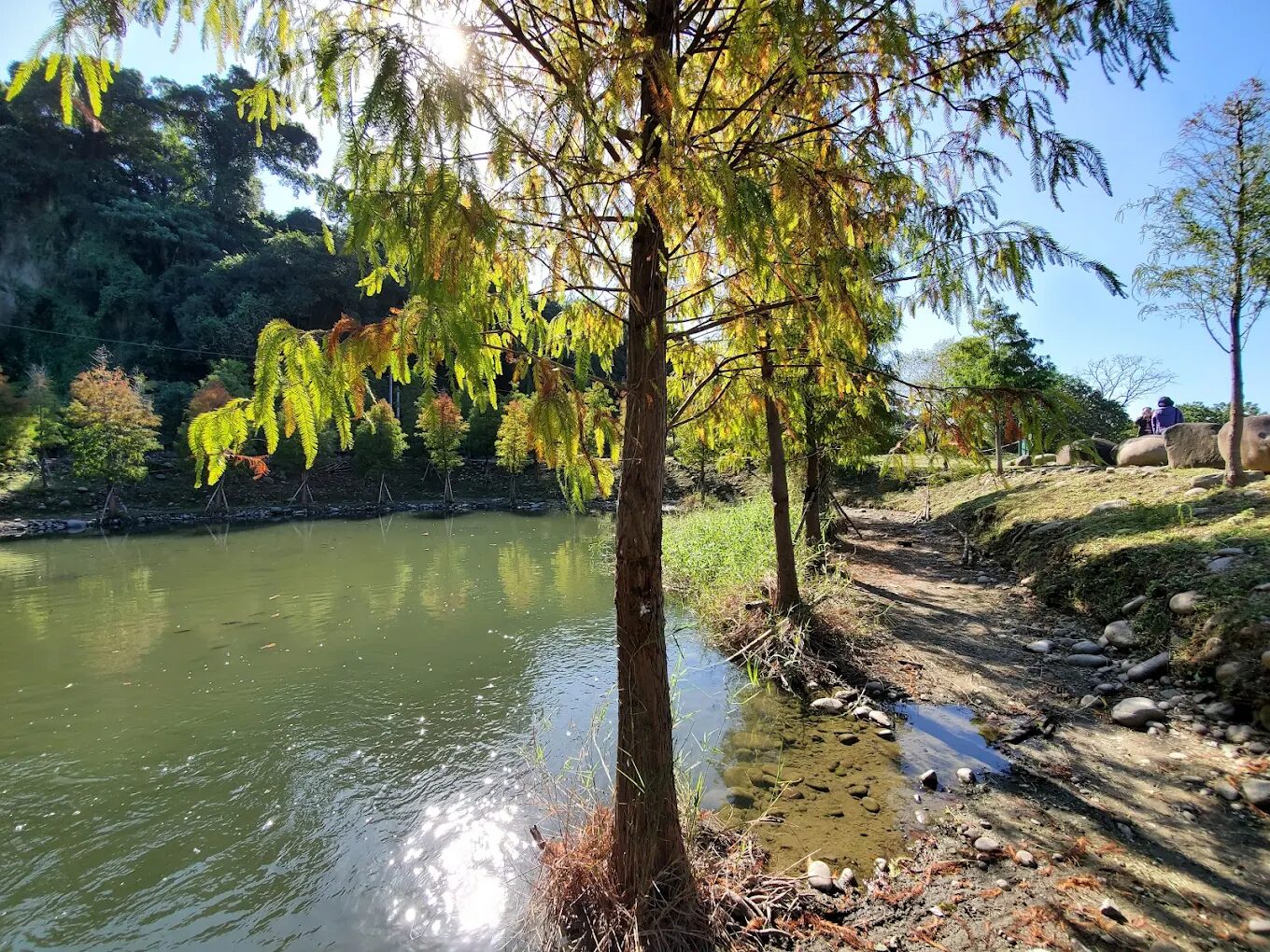 月眉人工濕地與落羽松大道賞鳥攻略｜最佳觀鳥季節