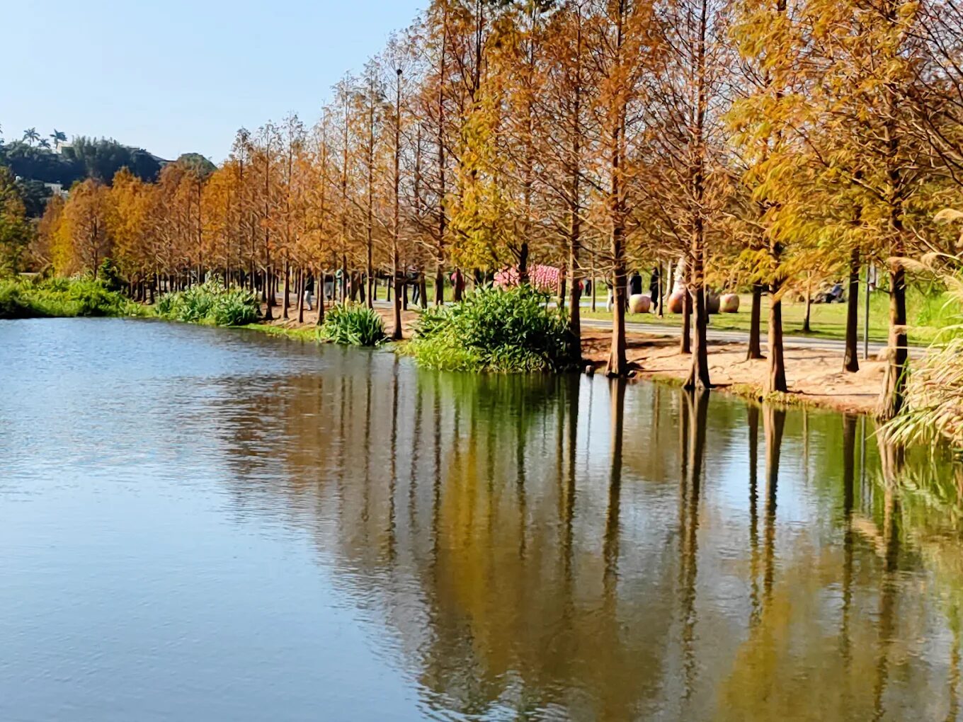 月眉人工濕地與落羽松大道賞鳥攻略｜最佳觀鳥季節