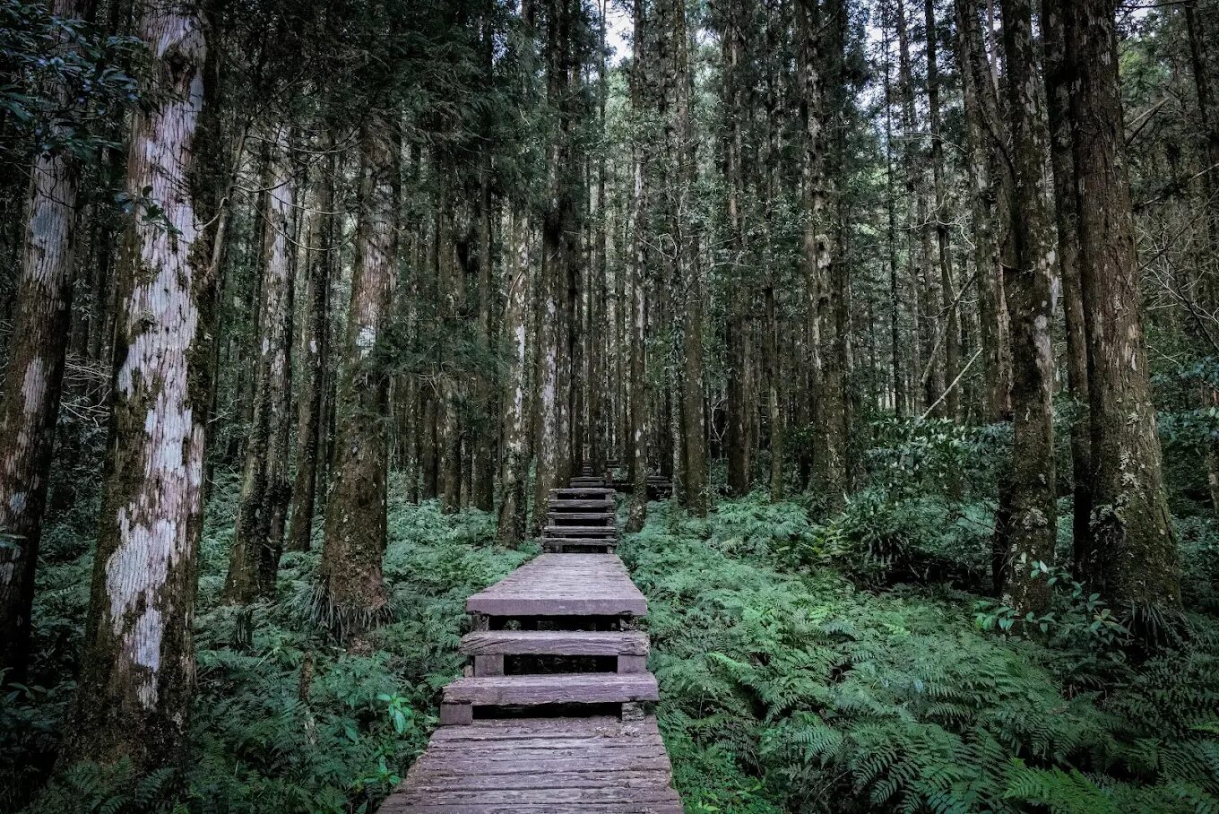 宜蘭免費景點：太平山和明池徒步旅行指南，探索自然魅力
