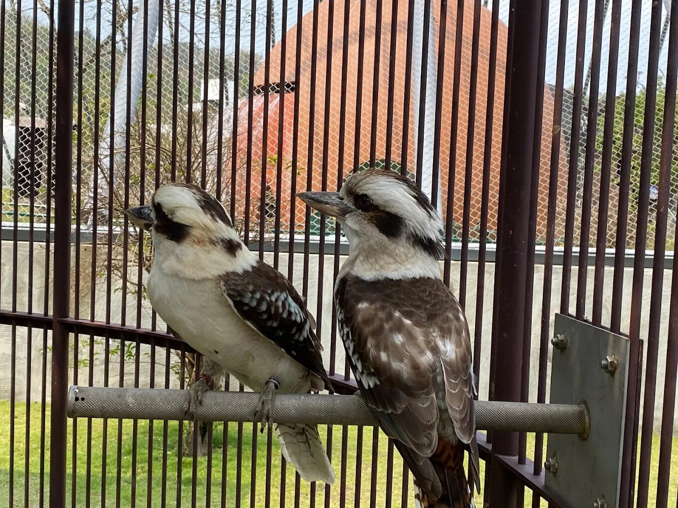 九九峰動物樂園必看攻略，景點推介