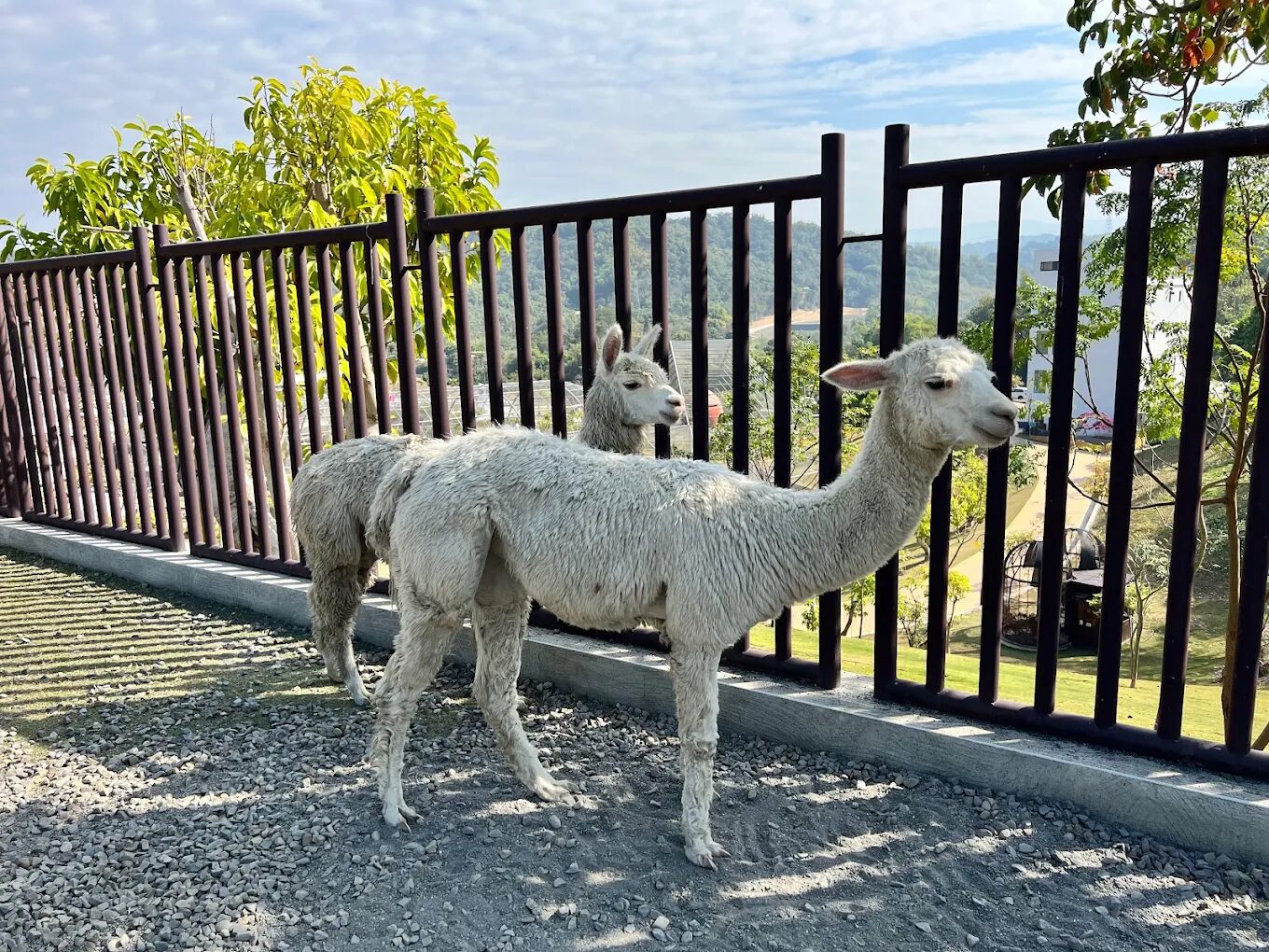 九九峰動物樂園必看攻略，景點推介