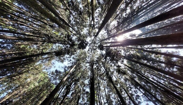 深入探訪竹山景點：不可錯過的絕美森林景點