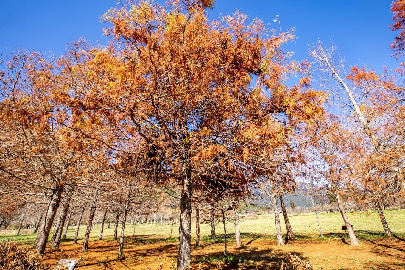 落羽松季節：最佳觀賞地點推薦