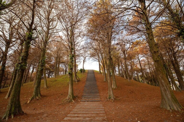落羽松季節：最佳觀賞地點推薦
