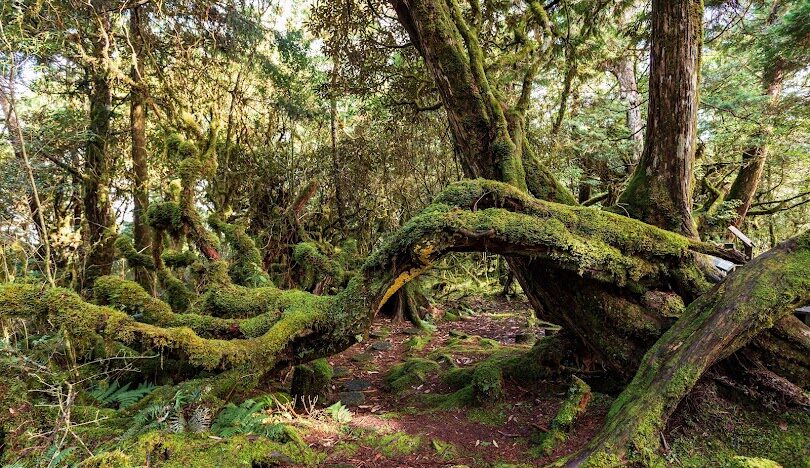 探索宜蘭景點：太平山國家森林遊樂區的最佳步道
