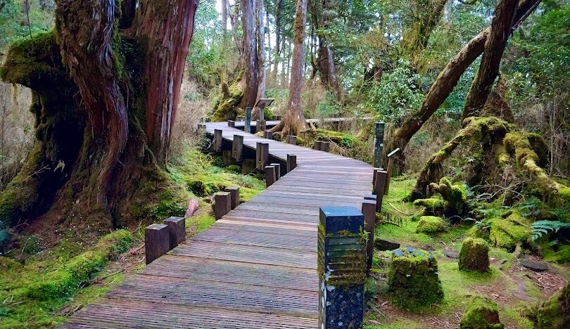 探索宜蘭景點：太平山國家森林遊樂區的最佳步道