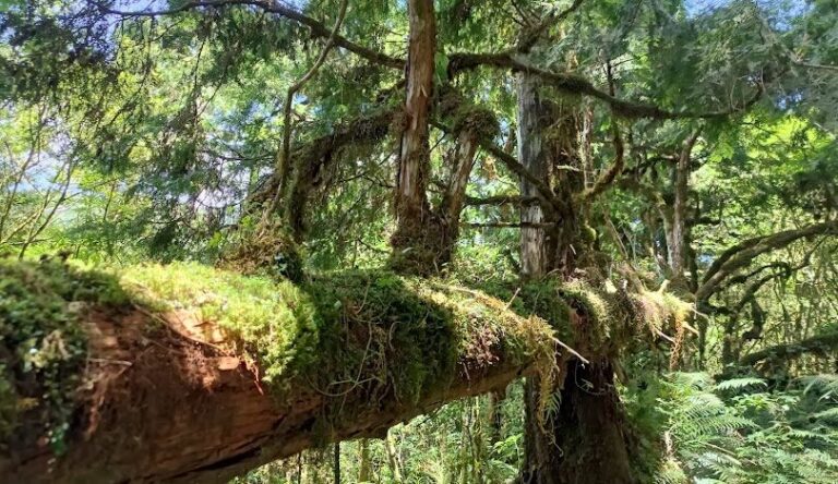 探索宜蘭景點：太平山國家森林遊樂區的最佳步道