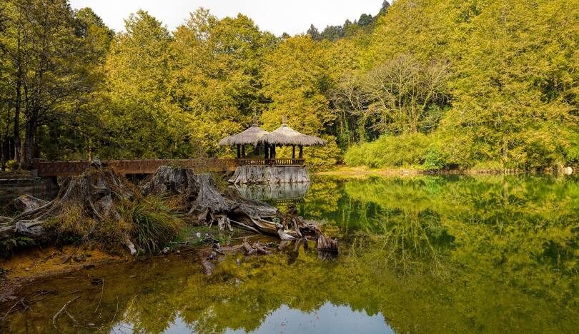 阿里山櫻花季：最佳觀賞時間與拍攝地點指南