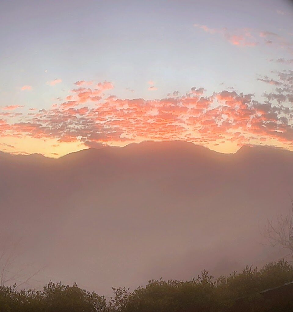 阿里山櫻花季：最佳觀賞時間與拍攝地點指南