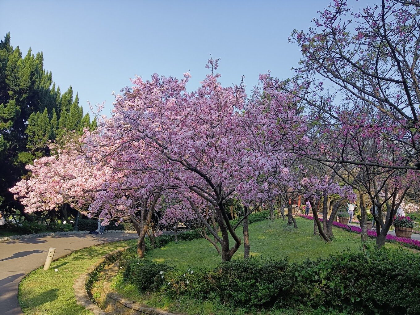 陽明山花季：櫻花盛開時間和最佳賞花地點