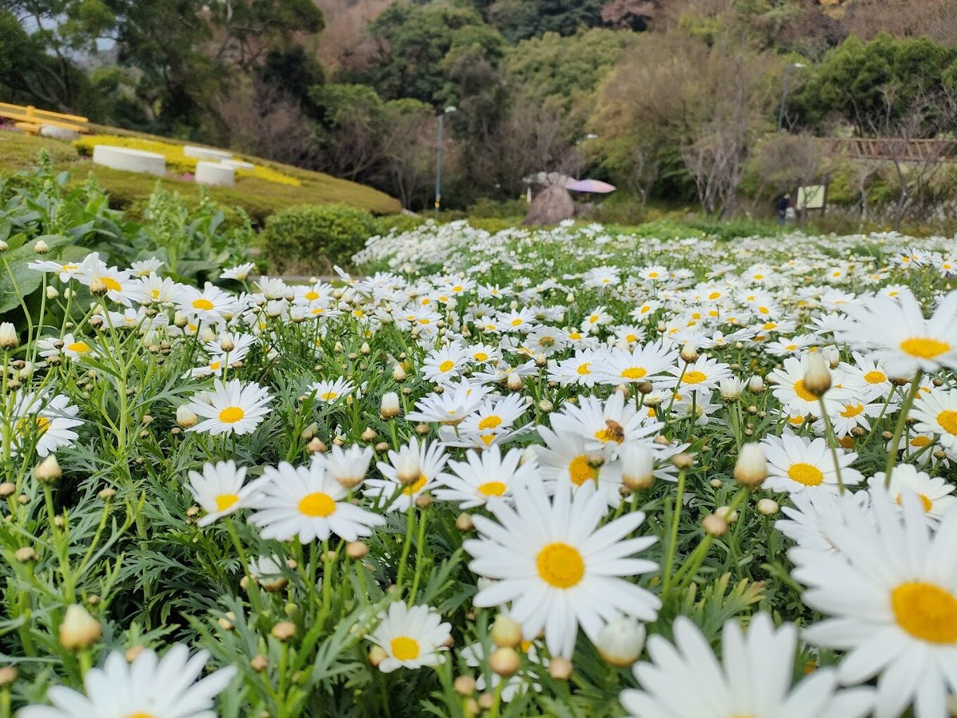 陽明山花季：櫻花盛開時間和最佳賞花地點