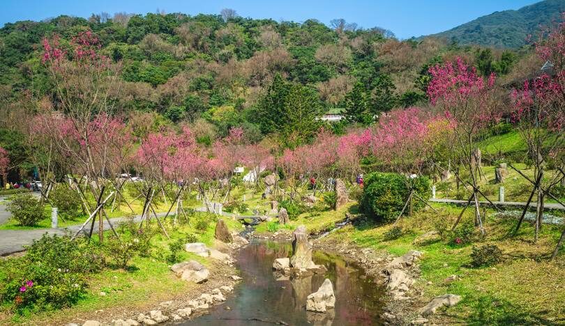 陽明山花季：櫻花盛開時間和最佳賞花地點