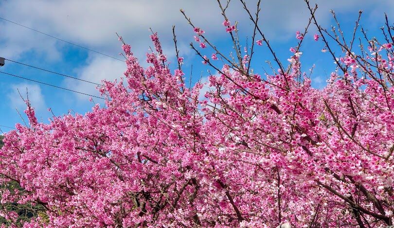 陽明山花季：櫻花盛開時間和最佳賞花地點