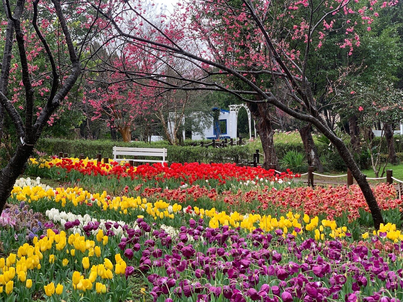 陽明山花季：櫻花盛開時間和最佳賞花地點