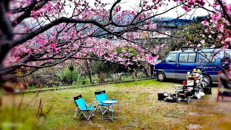 陽明山花季：櫻花盛開時間和最佳賞花地點