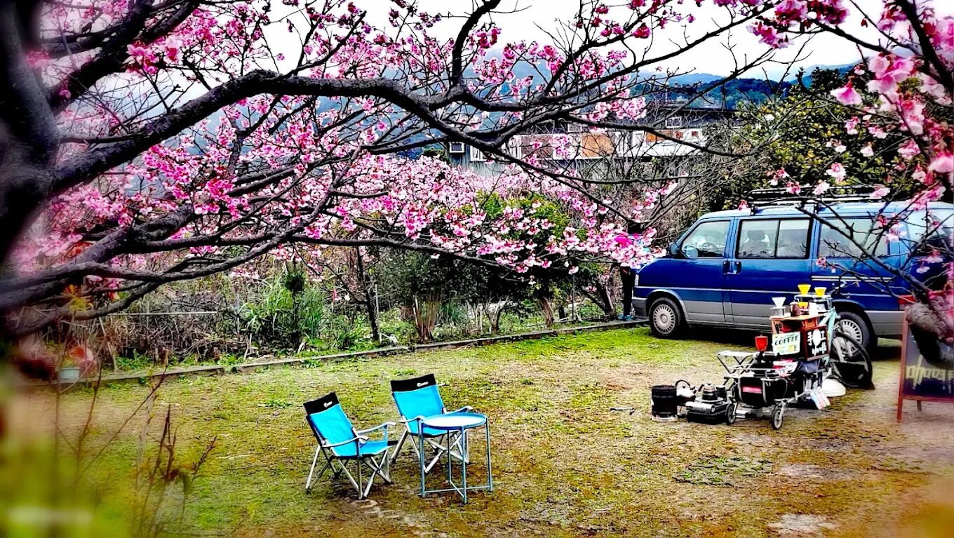 陽明山花季：櫻花盛開時間和最佳賞花地點