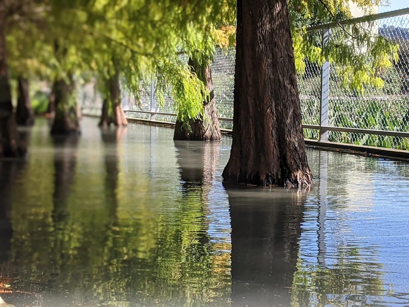 泰安落羽松最佳觀賞時間指南：探索四季之美