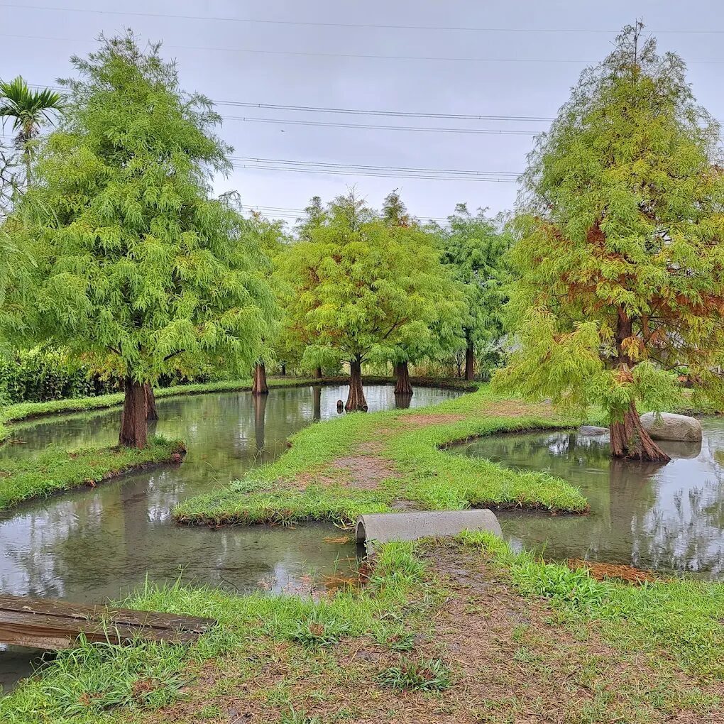 泰安落羽松最佳觀賞時間指南：探索四季之美