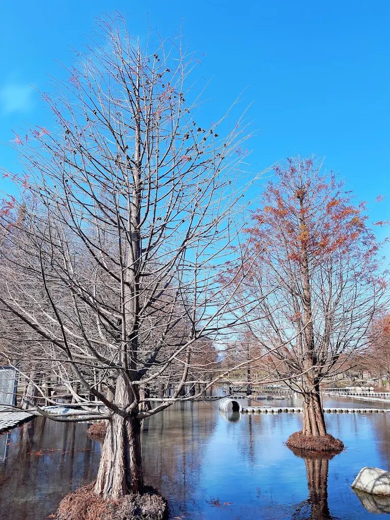 泰安落羽松最佳觀賞時間指南：探索四季之美