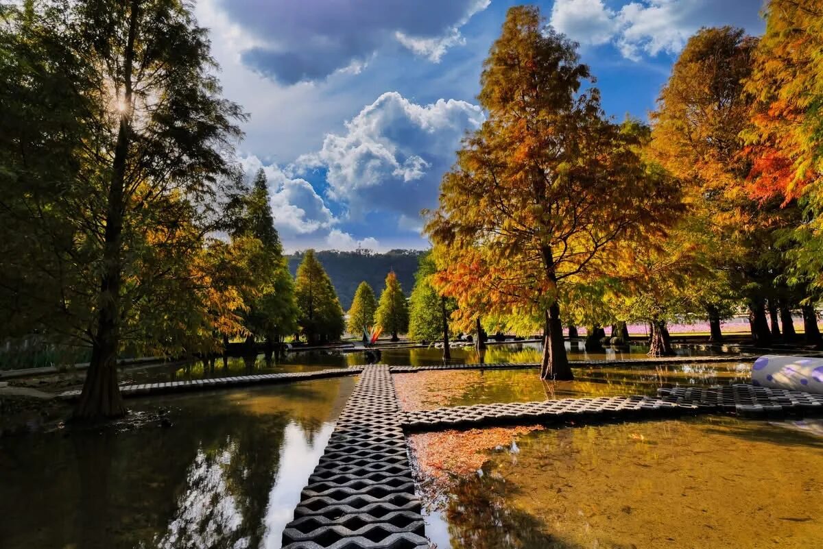 泰安落羽松最佳觀賞時間指南：探索四季之美